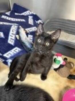 Bandito -  Domestic Short Hair Cat for Adoption in Manitowoc, Wisconsin - Bandito | PetCurious