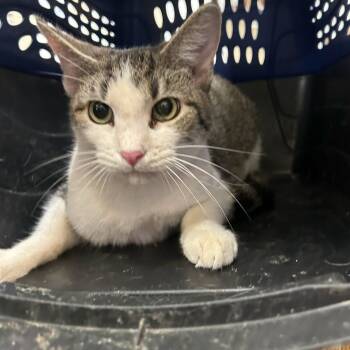 Rescue Domestic Short Hair Cats for Adoption in Austin, Texas - Luke | PetCurious