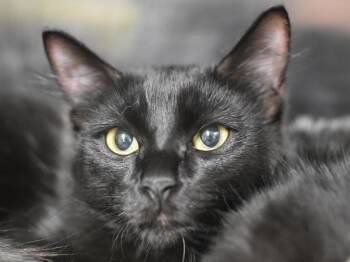 Moose -  Domestic Medium Hair Cat for Adoption in Portland, Oregon - Moose | PetCurious