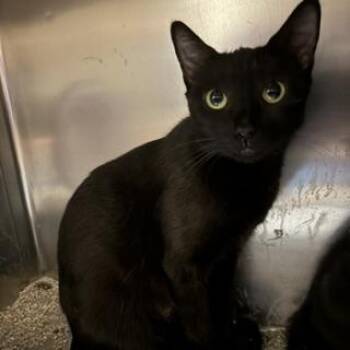 A614339 -  Domestic Short Hair Cat for Adoption in Modesto, California - A614339 | PetCurious