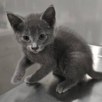 Smoke -  Domestic Short Hair Cat for Adoption in Washburn, Missouri - Smoke | PetCurious