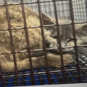 Domestic Short Hair Cats Available for Adoption in Winston-salem, North Carolina - Eifel | PetCurious
