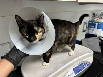 MARIGOLD -  Domestic Short Hair Cat for Adoption in Antioch, California - MARIGOLD | PetCurious