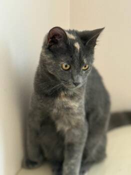 Rescue Domestic Short Hair Cats for Adoption in Smyrna, Georgia - Daphne | PetCurious