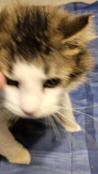 Rescue Norwegian Forest Cat and Tabby Cats for Adoption in Biloxi, Mississippi - Mack | PetCurious