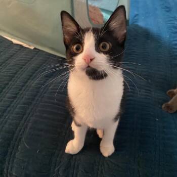 Nimbus -  Domestic Short Hair Cat for Adoption in Mount Laurel Township, New Jersey - Nimbus | PetCurious