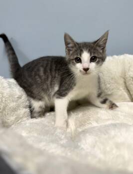 Domestic Short Hair Cats Available for Adoption in Kannapolis, North Carolina - Maui | PetCurious