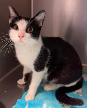 Domestic Short Hair Cats Available for Adoption - Didi | PetCurious