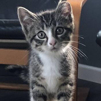 Domestic Short Hair and Tiger Cats Available for Adoption in Batavia, New York - Foster Dawson And Dolly | PetCurious