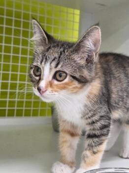 Kuro Orenji -  Domestic Short Hair Cat for Adoption in Fort Lupton, Colorado - Kuro Orenji | PetCurious