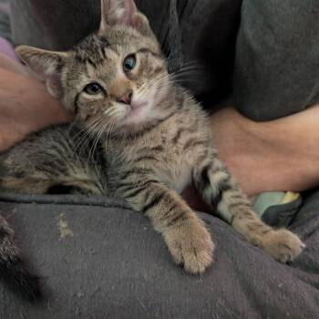 Fuhrman (Bonded with Grover) -  Domestic Short Hair Cat for Adoption in Reisterstown, Maryland - Fuhrman (Bonded With Grover) | PetCurious