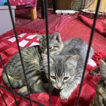 Wellington -  Tabby Cat for Adoption in Stanwood, Washington - Wellington | PetCurious