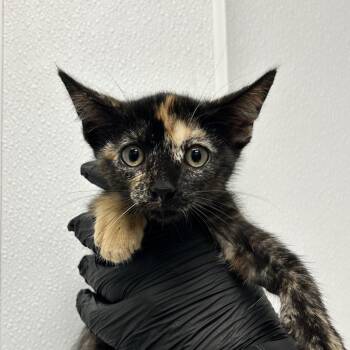 Tetra -  Domestic Short Hair Cat for Adoption in Abilene, Texas - Tetra | PetCurious
