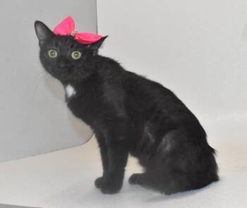 Vidia -  Domestic Short Hair Cat for Adoption in Springfield, Ohio - Vidia | PetCurious