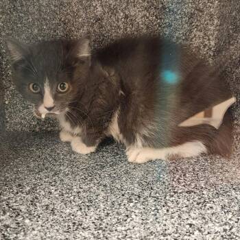 Wolverine -  Domestic Medium Hair Cat for Adoption in Reno, Nevada - Wolverine | PetCurious