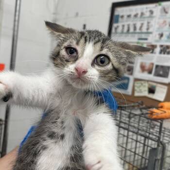 Rowena -  Domestic Short Hair Cat Available for Adoption in Edinburg, Texas - Rowena | PetCurious