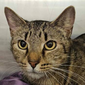 Maggie -  Tabby Cat for Adoption in Greensburg, Pennsylvania - Maggie | PetCurious