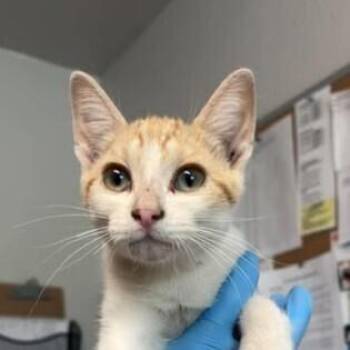 Flannel -  Domestic Short Hair Cat for Adoption in Bolivar, Missouri - Flannel | PetCurious