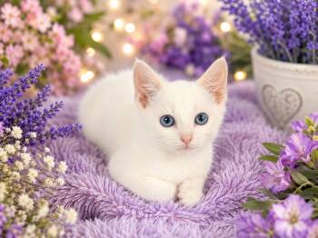 Angel -  Domestic Short Hair Cat for Adoption in Gilroy, California - Angel | PetCurious
