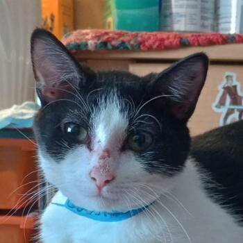 Bobbie -  Domestic Short Hair Cat for Adoption in Grand Rapids, Minnesota - Bobbie | PetCurious