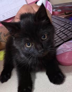 Winter -  Domestic Short Hair Cat for Adoption in Fall River, Massachusetts - Winter | PetCurious