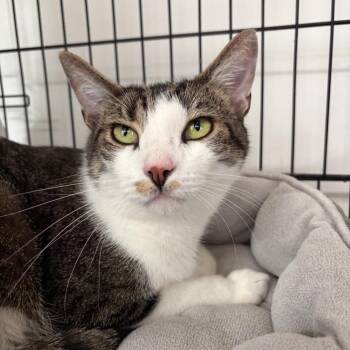 Wallace -  Domestic Short Hair Cat for Adoption in New York, New York - Wallace | PetCurious