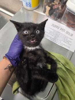 Domestic Short Hair Cats Available for Adoption in Athens, Tennessee - Malcom | PetCurious