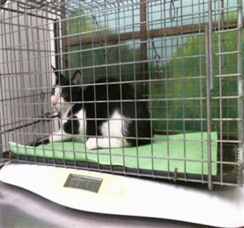 A2092850 -  Domestic Short Hair Cat for Adoption in Houston, Texas - A2092850 | PetCurious