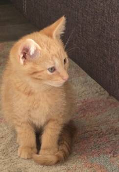 Hagrid - Harry Potter -  Tabby Cat for Adoption in Anthem, Arizona - Hagrid - Harry Potter | PetCurious