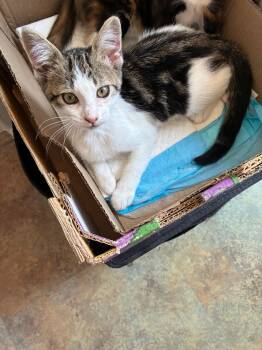 Adonis (& Apollo) -  Domestic Short Hair Cat for Adoption in Castro Valley, California - Adonis (& Apollo) | PetCurious