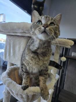 Domestic Short Hair Cats Available for Adoption in Blaine, Minnesota - Harley | PetCurious