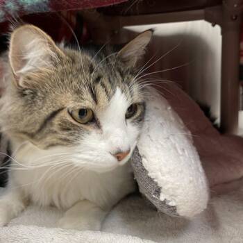 Coconut -  Domestic Long Hair Cat for Adoption in Enfield, New Hampshire - Coconut | PetCurious
