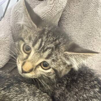 Persephone -  Domestic Short Hair Cat for Adoption in Taos, New Mexico - Persephone | PetCurious