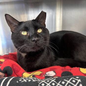 Chase -  Domestic Short Hair Cat for Adoption in Sarasota, Florida - Chase | PetCurious