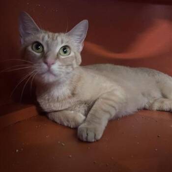 Nyla -  Domestic Short Hair Cat for Adoption in Bentonville, Arkansas - Nyla | PetCurious
