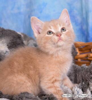Domestic Medium Hair Cats Available for Adoption in Pittsboro, North Carolina - Mango | PetCurious