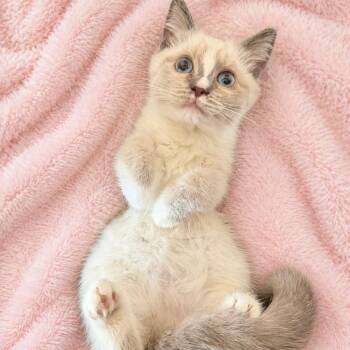 Ragdoll and Siamese Cats Available for Adoption in Glendora, California - Siamese Mix Beauty 5 | PetCurious