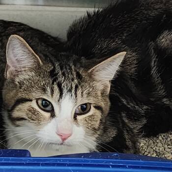 Rescue Domestic Short Hair Cats for Adoption in Dixon, Illinois - Burn | PetCurious