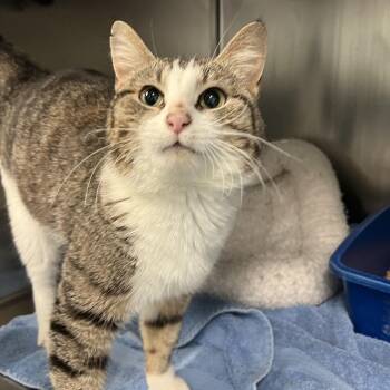 Foxy -  Domestic Short Hair Cat for Adoption in Berryville, Virginia - Foxy | PetCurious