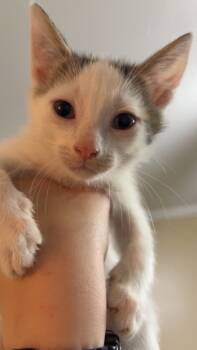 Rescue Domestic Short Hair Cats for Adoption in Evans, Georgia - Moo | PetCurious