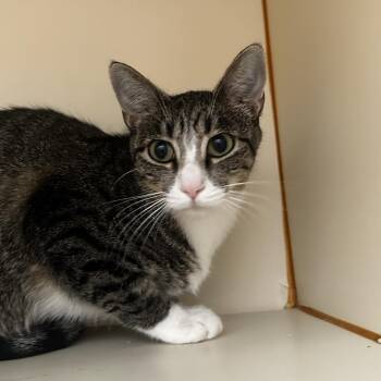 Friskies -  Domestic Short Hair Cat for Adoption in Murray, Utah - Friskies | PetCurious