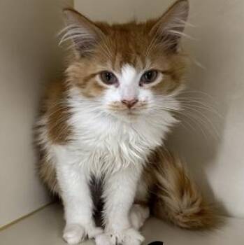 Ava -  Domestic Long Hair Cat for Adoption in Manistee, Michigan - Ava | PetCurious
