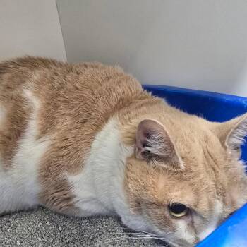 Domestic Short Hair Cats Available for Adoption in Jasper, Indiana - Beans | PetCurious