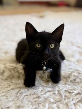 Drusilla -  Domestic Short Hair Cat for Adoption in San Jose, California - Drusilla | PetCurious