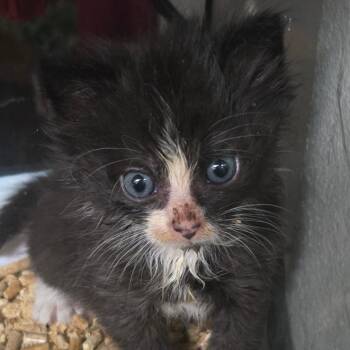 Mario -  Domestic Long Hair Cat for Adoption in Idaho Falls, Idaho - Mario | PetCurious