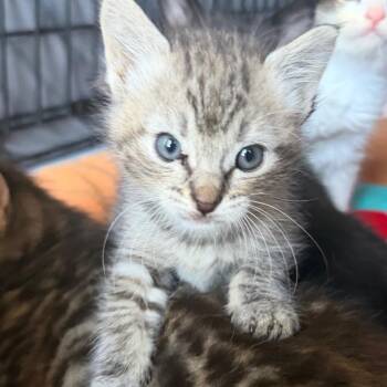 Tune-Not available for adoption -  Domestic Short Hair Cat for Adoption in St. Helena, California - Tune-Not Available For Adoption | PetCurious
