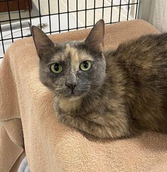 Mona -  Domestic Short Hair Cat for Adoption in Alexandria, Virginia - Mona | PetCurious