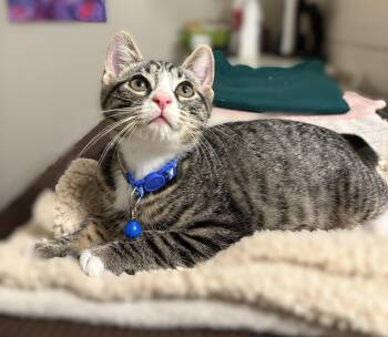 Basmati -  Tabby Cat for Adoption in New Albany, Ohio - Basmati | PetCurious