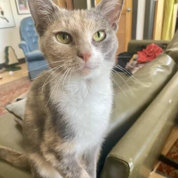 Mardge -  Domestic Short Hair Cat for Adoption in Richmond, Virginia - Mardge | PetCurious