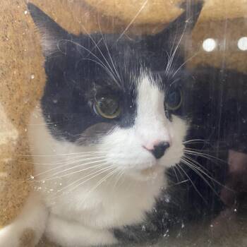 Domestic Short Hair Cats Available for Adoption in Harrisonburg, Virginia - Tigger | PetCurious